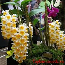hoa phong lan - Hoa Phong Lan